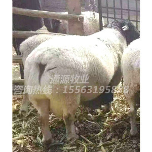 杜泊绵羊