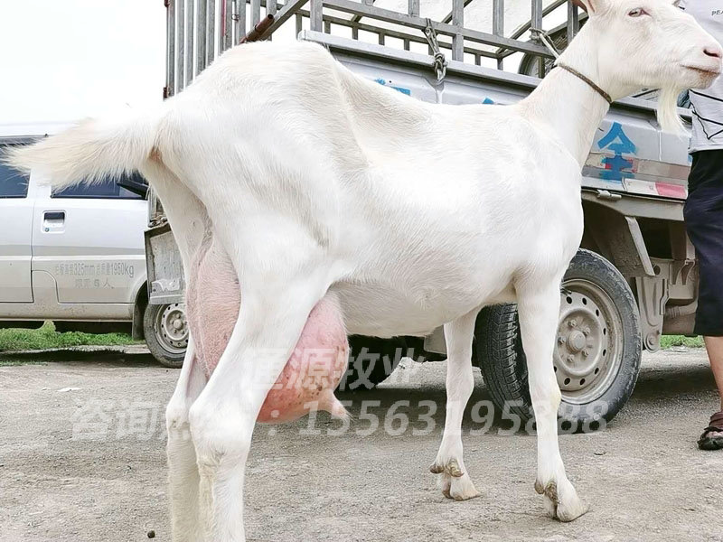 奶山羊的产地与育种史